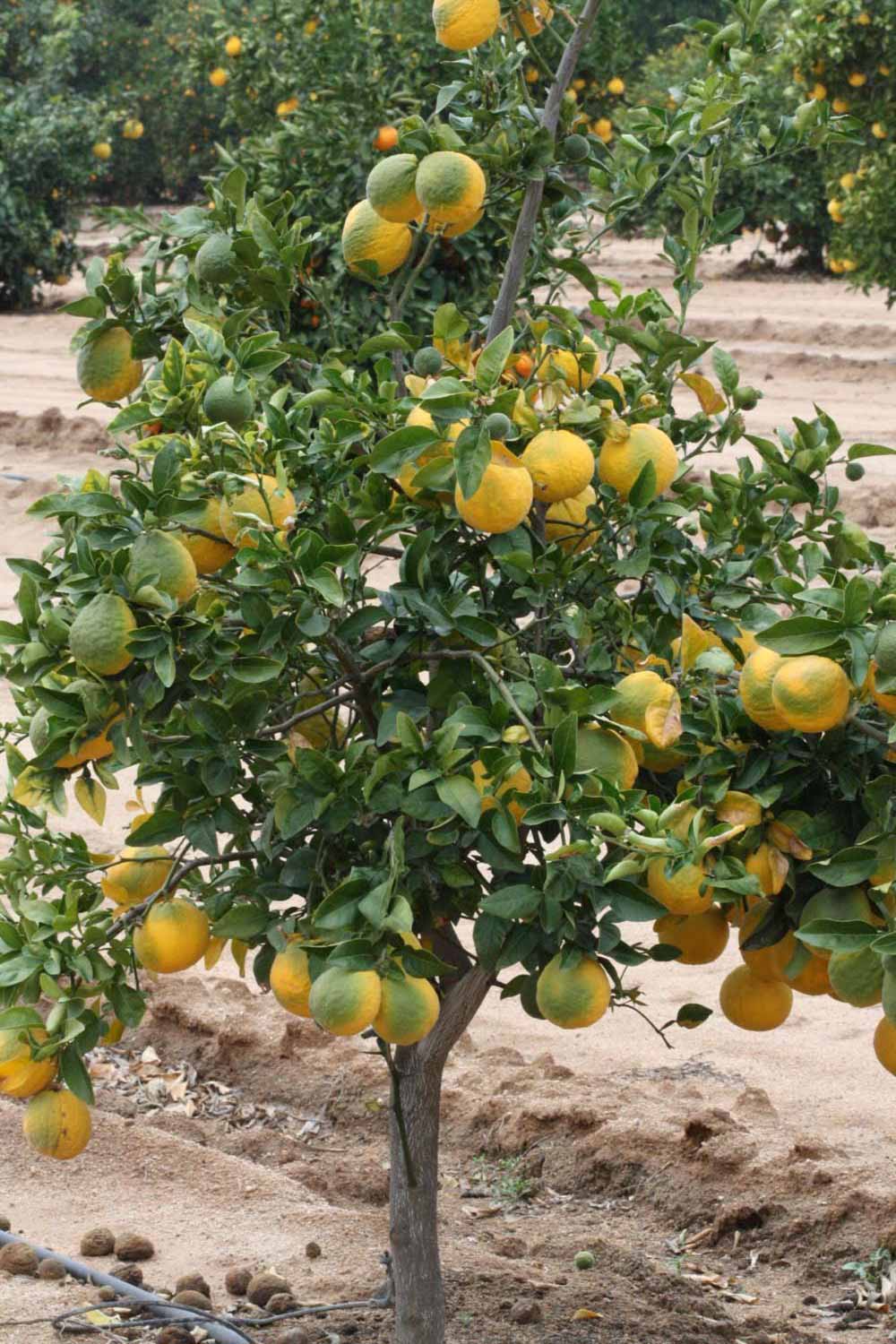            Habit (Riverside, CA)   